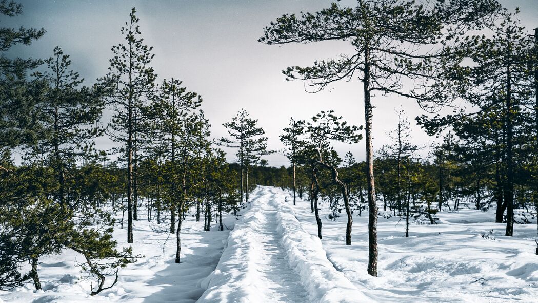 雪 路径 树木 森林 天空 冬季 4k壁纸 3840x2160