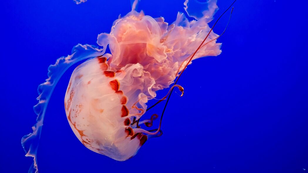 水母 海底世界 触手 海洋 游泳 蓝色 4k壁纸 3840x2160