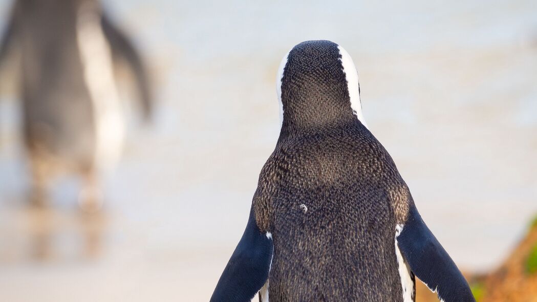 企鹅 鸟 散步 彩色 4k壁纸 3840x2160