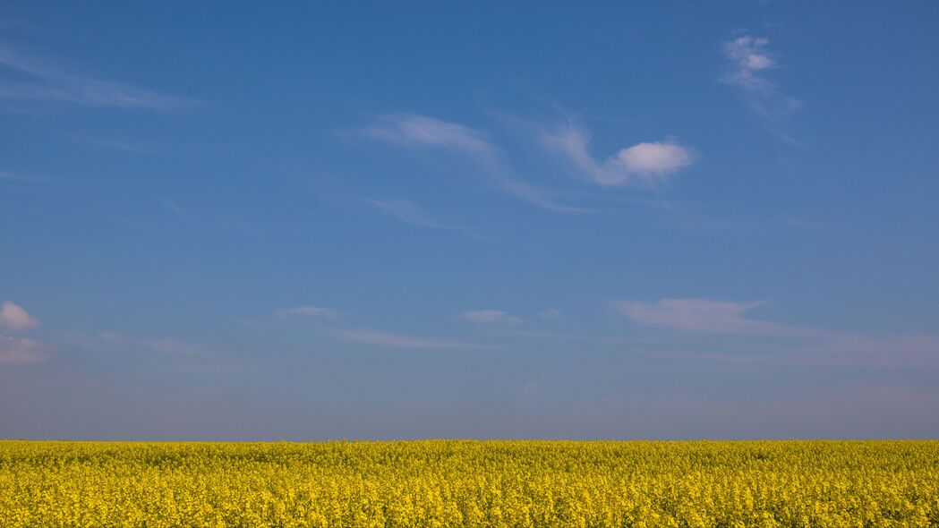 字段 地平线 花朵 天空 黄色 蓝色 4k壁纸 3840x2160