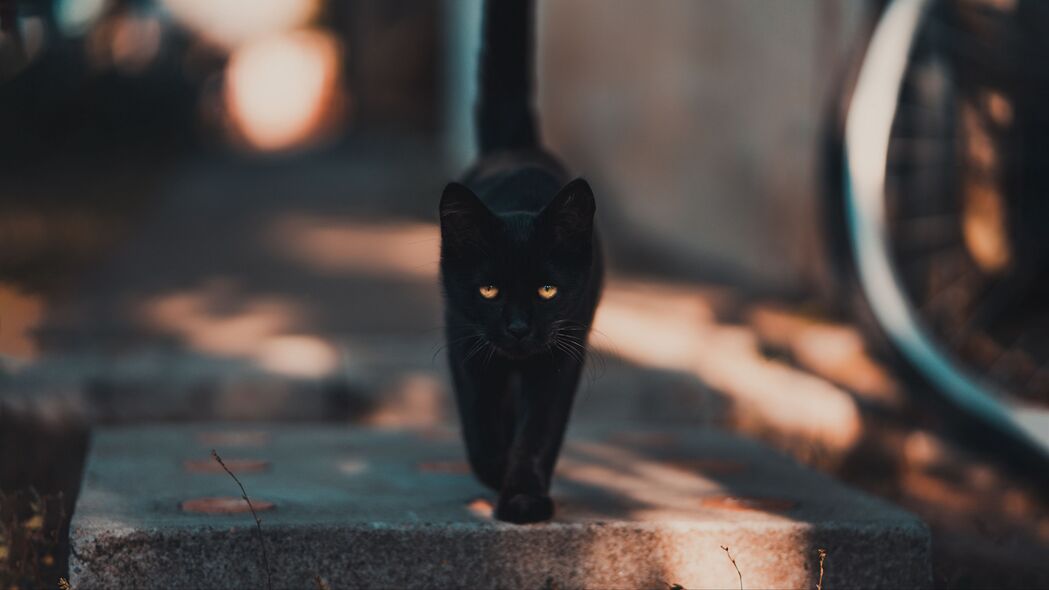 猫 小猫 黑色 行走 4k壁纸 3840x2160