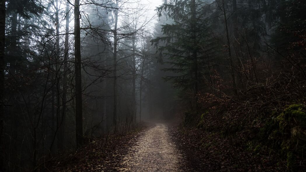 森林 雾 路径 树木 步行 秋季 4k壁纸 3840x2160
