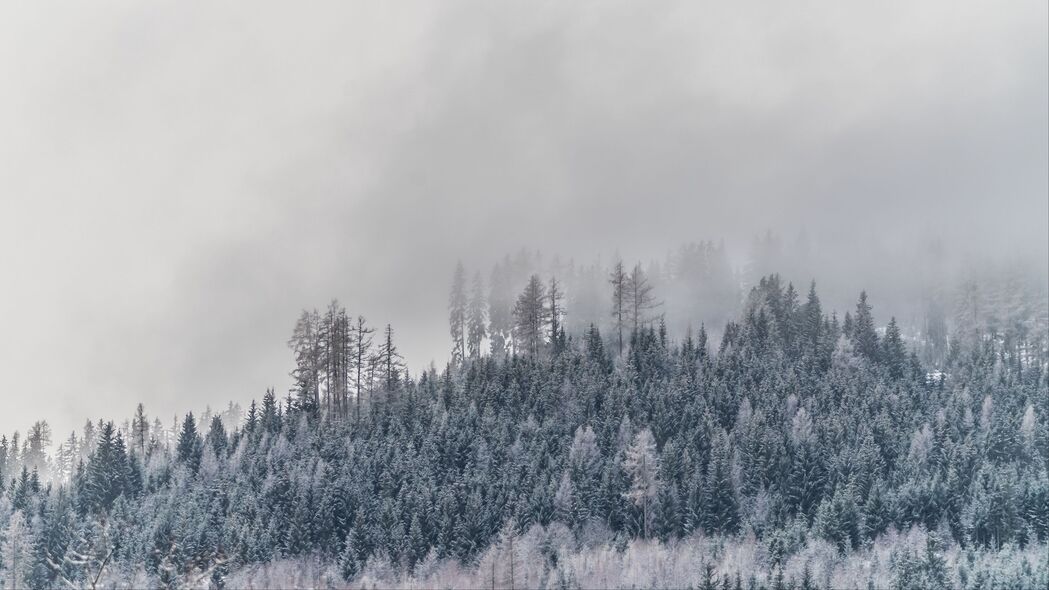 树木雾雪霜下的冬季奇景，4K超高清3840x2160风景壁纸免费下载