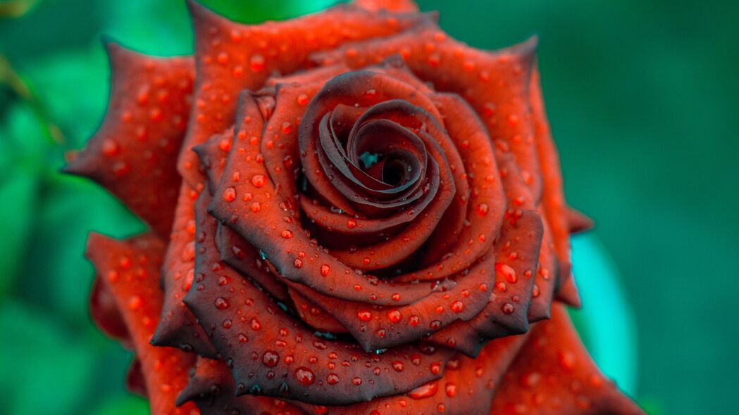 玫瑰 水滴 红色 花蕾 花瓣 4k壁纸 3840x2160