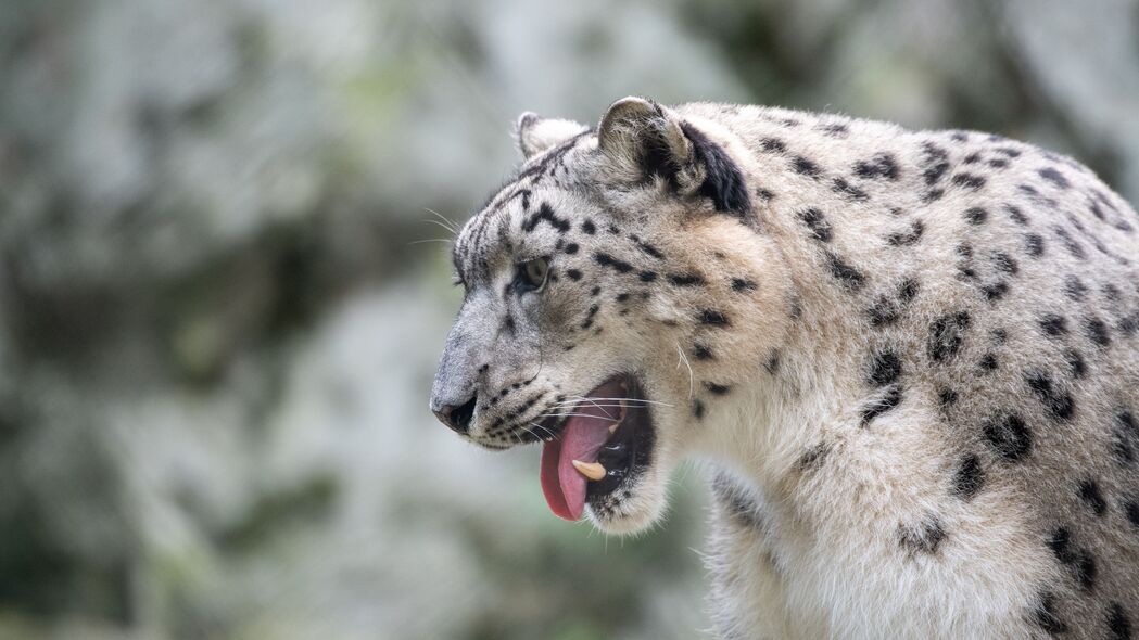 雪豹 豹子 咧嘴笑 獠牙 4k壁纸 3840x2160