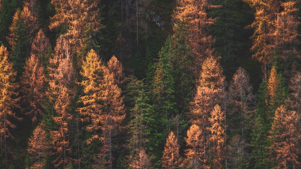 树木 森林 鸟瞰图 秋天 秋天的颜色 绿色 金色 4k壁纸 3840x2160