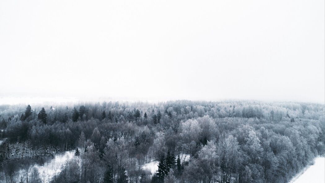 冬季 树木 鸟瞰图 极简主义 白色 4k壁纸 3840x2160