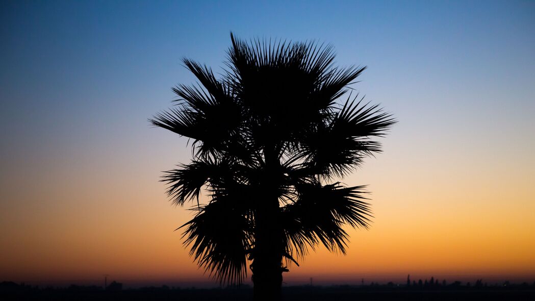 棕榈 日落 热带 夜晚 轮廓 树枝 深色 4k壁纸 3840x2160