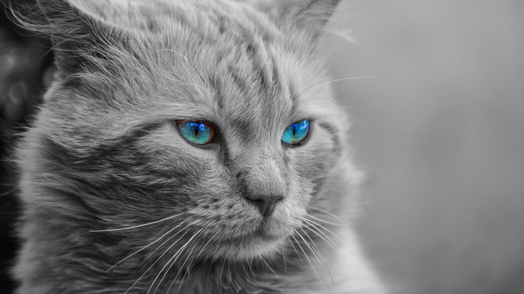 猫 蓝眼睛 枪口 photoshop 蓬松 bw 4k壁纸 3840x2160