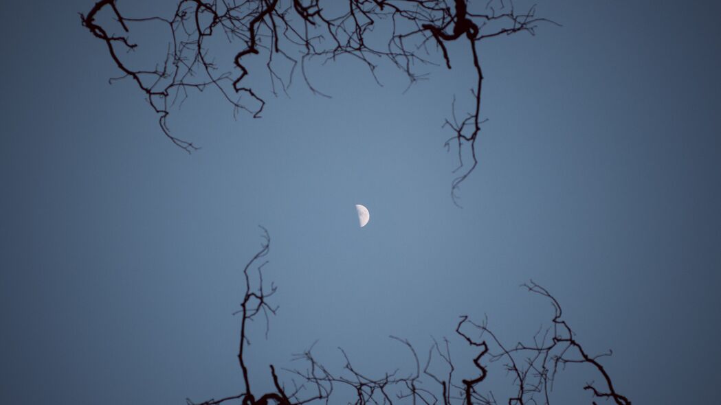 月亮 树枝 底部视图 夜晚 天空 4k壁纸 3840x2160