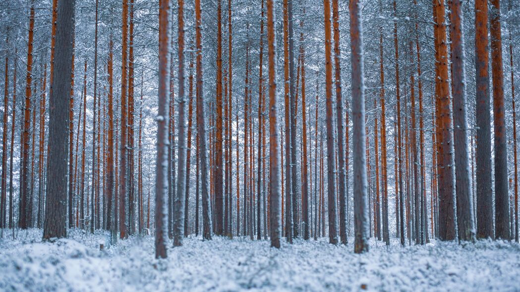 森林 树木 冬天 雪 极简主义 4k壁纸 3840x2160