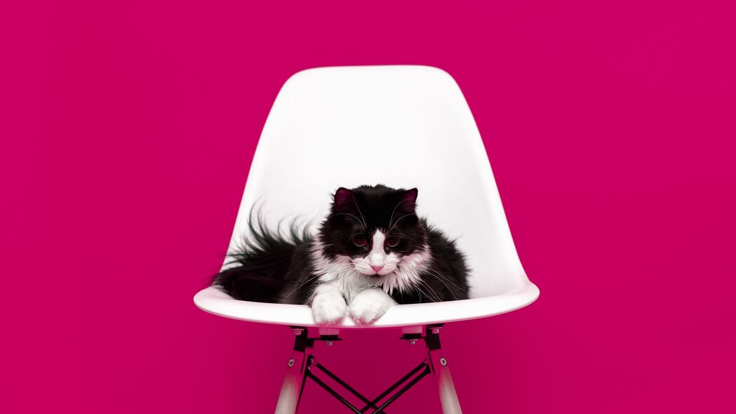 猫 椅子 照片拍摄 模型 蓬松的 4k壁纸 3840x2160
