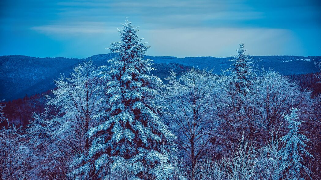 冬季 树木 森林 雪 雪地 4k壁纸 3840x2160