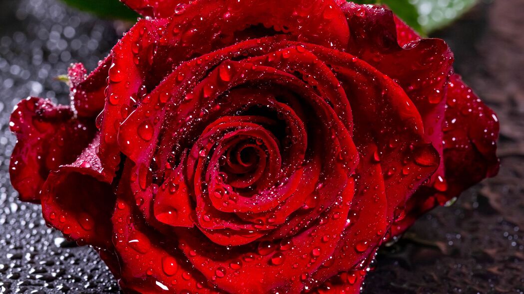 玫瑰 水滴 水分 芽 红色 花瓣 花朵 4k壁纸 3840x2160