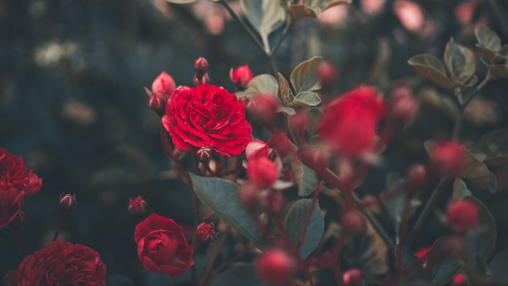 玫瑰 灌木 芽 红色 花园 4k壁纸 3840x2160