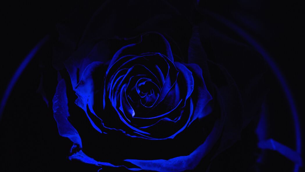 玫瑰 蓝色玫瑰 花瓣 深色 花蕾 4k壁纸 3840x2160