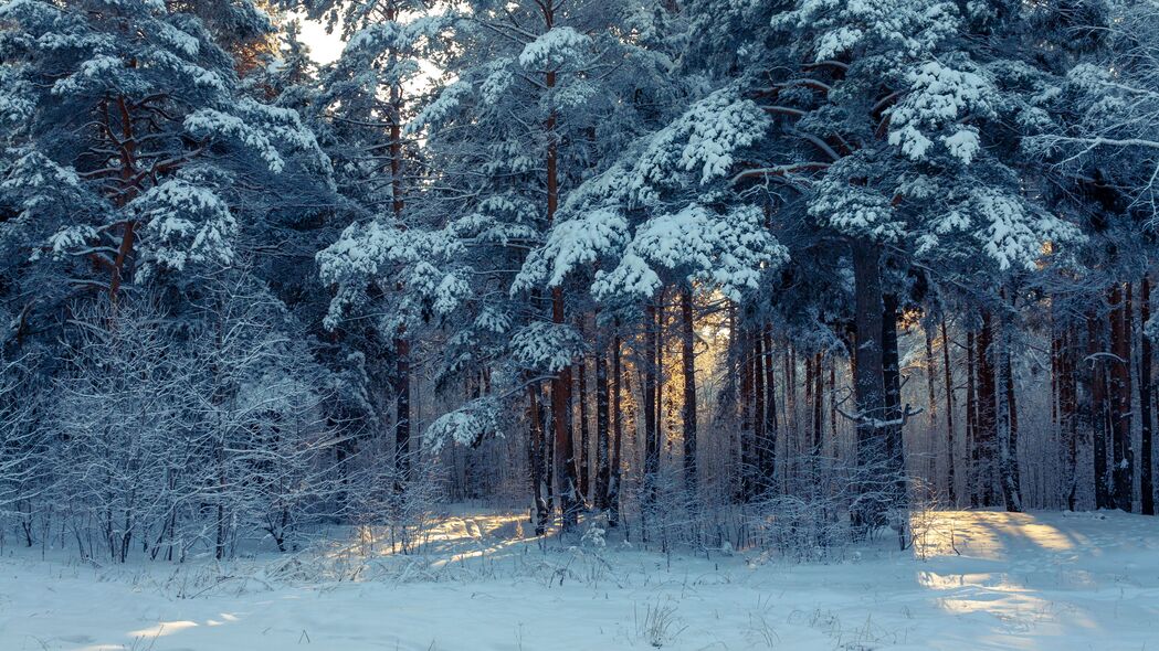 森林 冬天 雪 树 冬季景观 4k壁纸 3840x2160