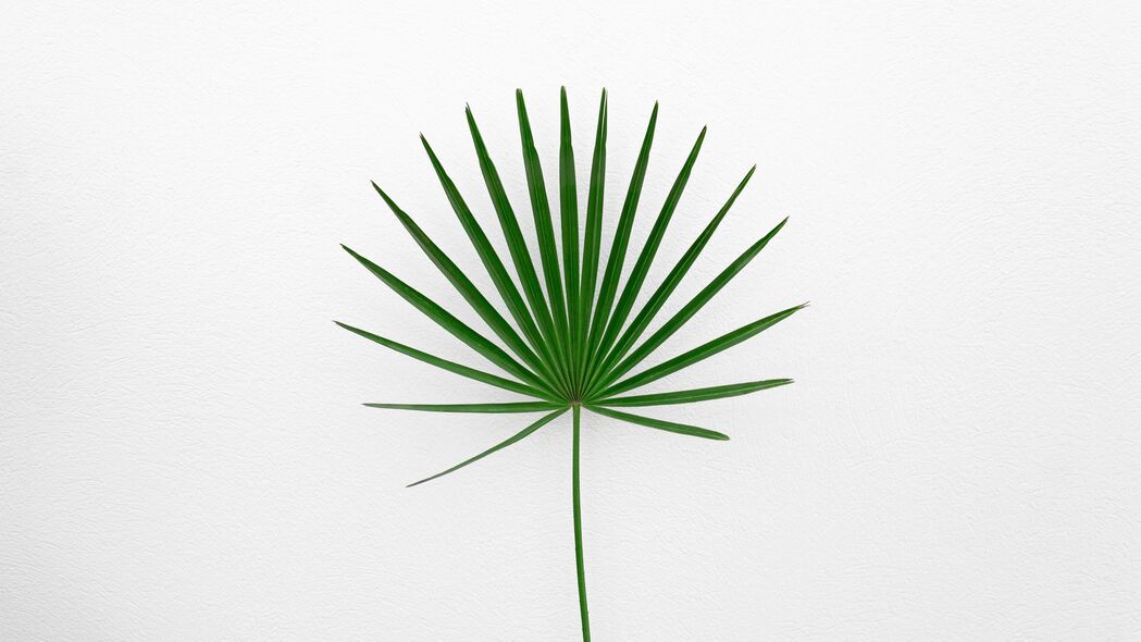 叶子 植物 极简主义 绿色 白色 4k壁纸 3840x2160