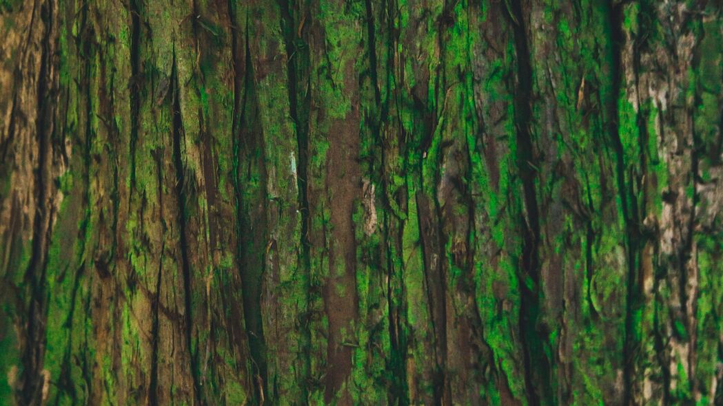 树皮 树 绿色 纹理 4k壁纸 3840x2160