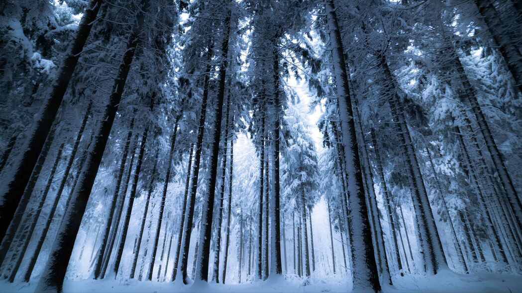 森林 冬天 树木 雪 底部视图 雾 4k壁纸 3840x2160