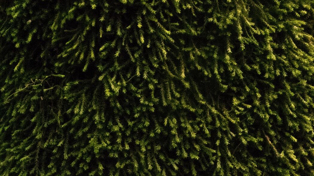 苔藓 植被 绿色 表面 纹理 4k壁纸 3840x2160