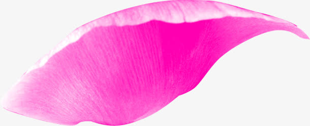 单片的粉紫色玫瑰花瓣