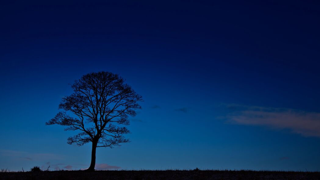 树 夜晚 地平线 天空 深色 4k壁纸 3840x2160