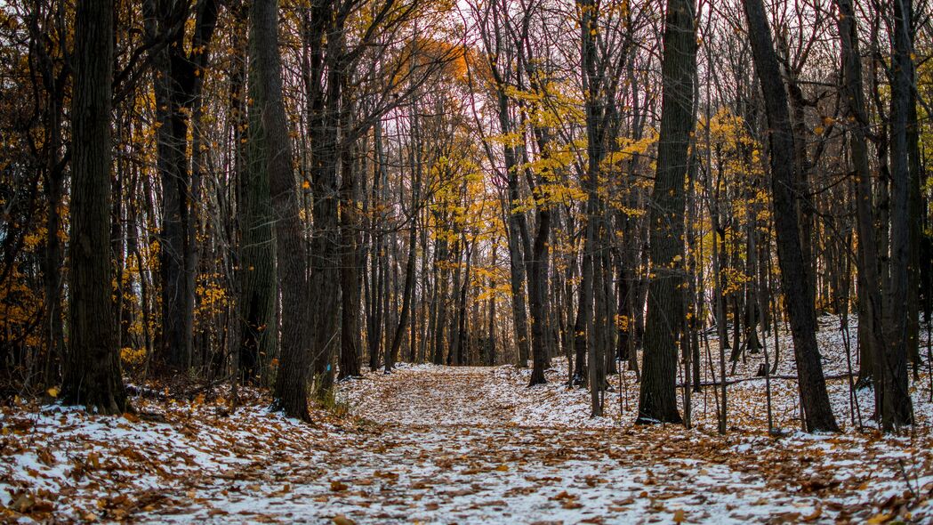 踪迹 路径 森林 雪 冬天 秋天 树木 4k壁纸 3840x2160