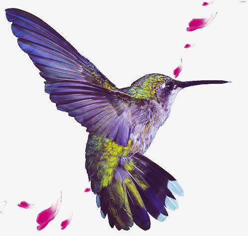 紫色小鸟图案