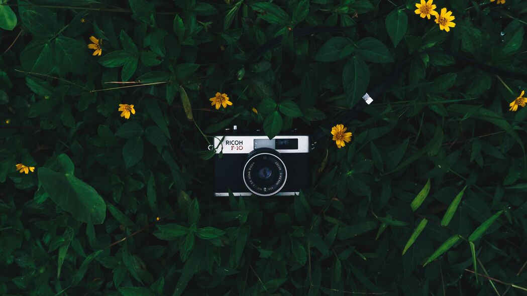 相机 镜头 树叶 花朵 绿色 黄色 4k壁纸 3840x2160