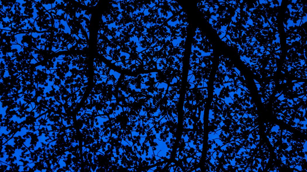 树枝 天空 黑暗 树 树叶 蓝色 图案 4k壁纸 3840x2160