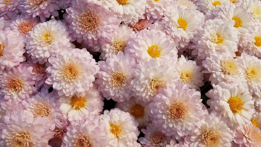 菊花 花朵 粉红色 花朵 精致的 4k壁纸 3840x2160