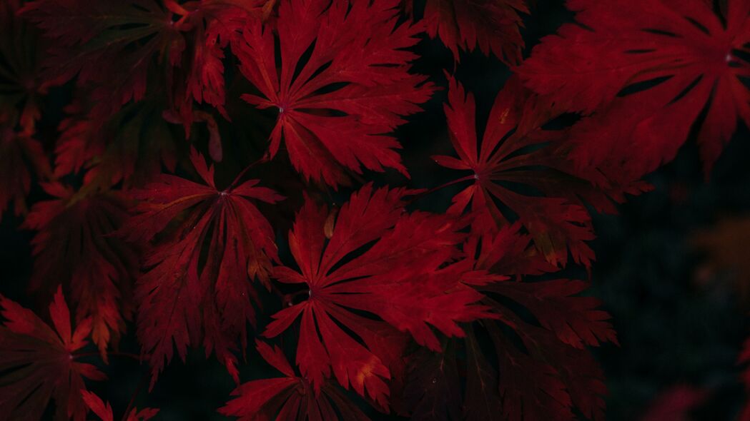 叶子 红色 黑色 深色 植物 4k壁纸 3840x2160