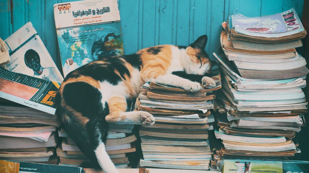 猫 睡眠 杂志 放松 书籍 4k壁纸 3840x2160