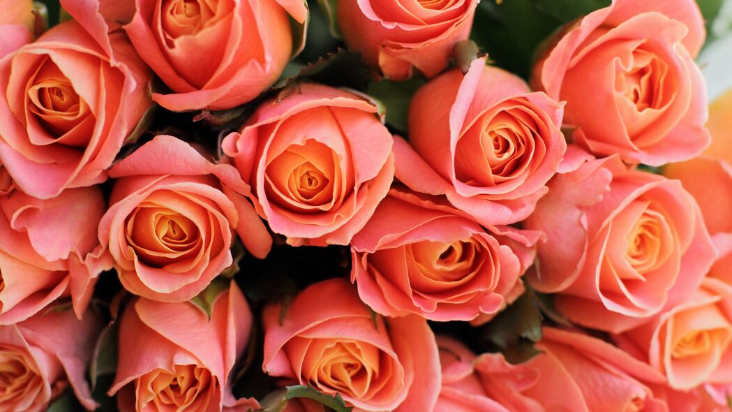 玫瑰 花 花束 粉红色 珊瑚 礼物 浪漫 4k壁纸 3840x2160