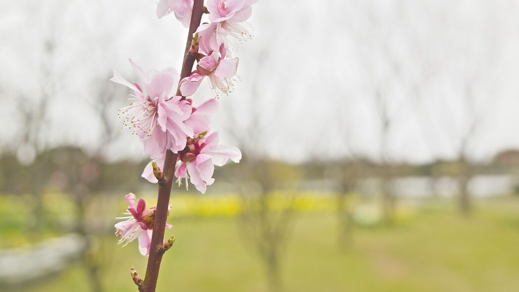 花朵 盛开 树枝 春天 模糊 粉红色 4k壁纸 3840x2160