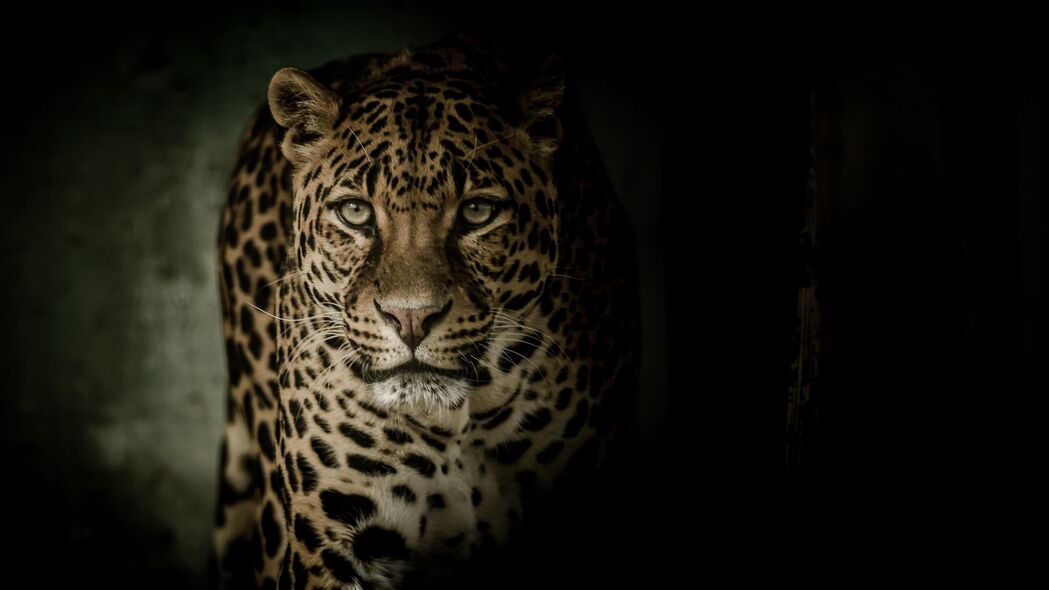 豹子 捕食者 一瞥 大猫 深色 4k壁纸 3840x2160