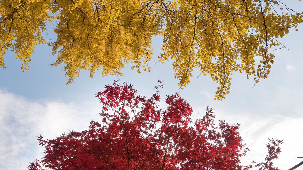 棵树 秋天 秋天的颜色 树叶 4k壁纸 3840x2160