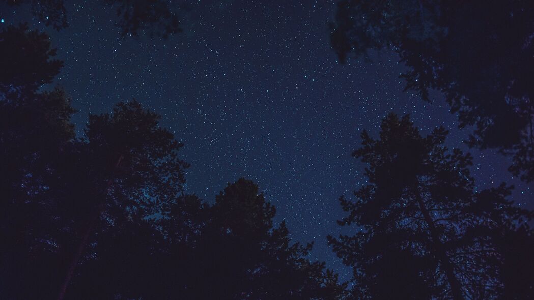 星空 仰视 夜晚 树木 顶部 星星 4k壁纸 3840x2160