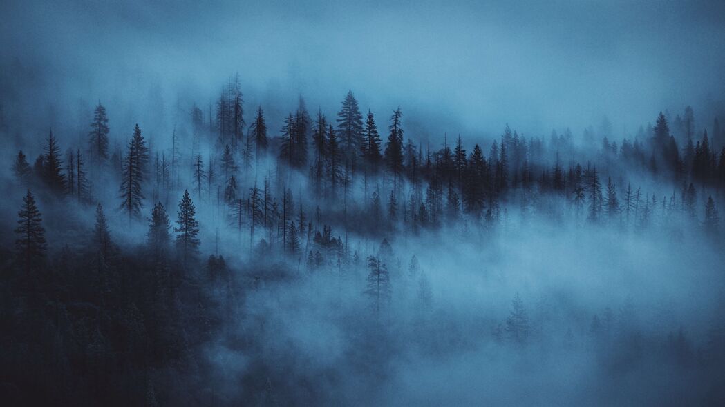 森林 雾 树 黎明 4k壁纸 3840x2160