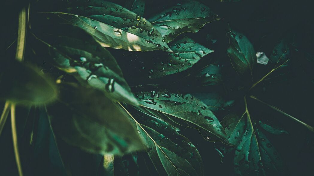 叶子 水滴 植物 露水 水分 绿色 4k壁纸 3840x2160