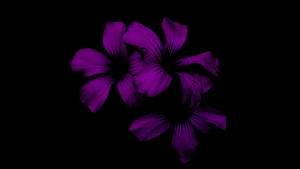 淡紫色 花朵 深色 紫色 夜间 4k壁纸 3840x2160