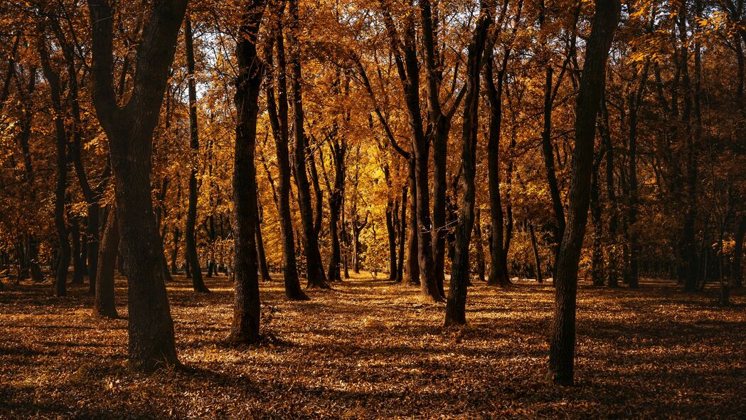 秋天 森林 树木 公园 路径 4k壁纸 3840x2160