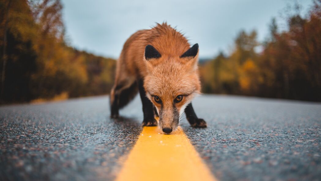 狐狸 沥青 标记 嗅觉 好奇心 野生动物 4k壁纸 3840x2160
