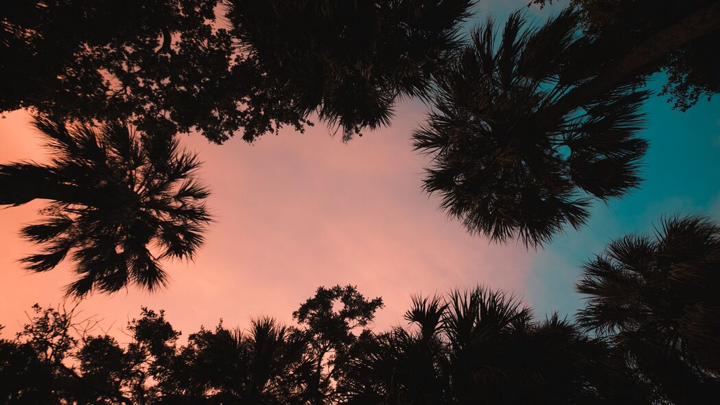 棕榈树 底部视图 日落 热带 黄昏 4k壁纸 3840x2160