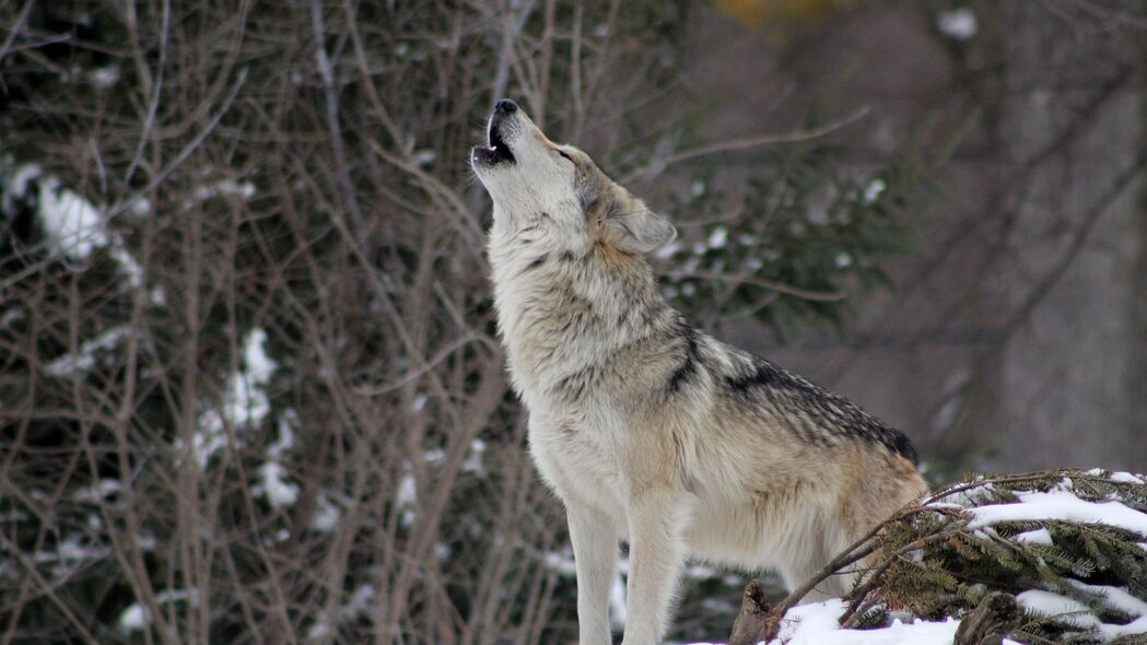 狼 咆哮 野生动物 冬天 捕食者 4k壁纸 3840x2160