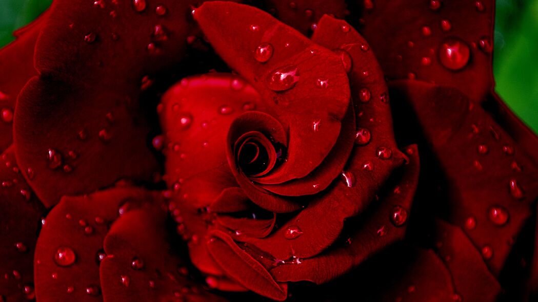 玫瑰 红色 潮湿 水滴 露水 花瓣 4k壁纸 3840x2160