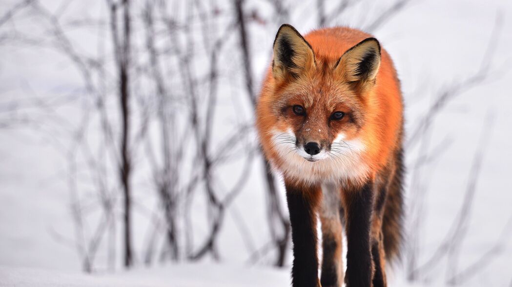 狐狸 好奇 冬天 外观 雪地 4k壁纸 3840x2160