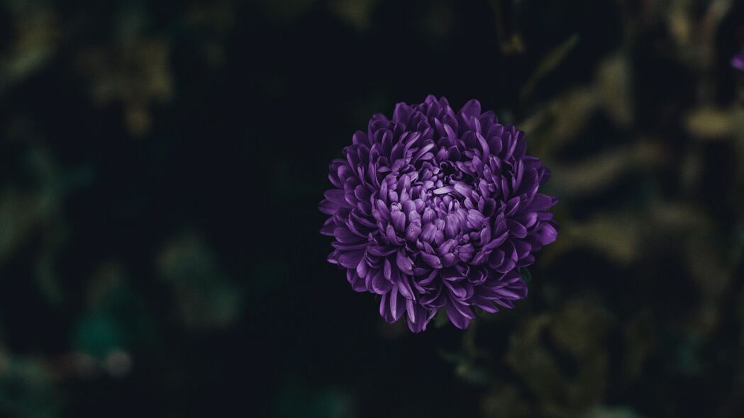 紫苑 花 紫色 开花 4k壁纸 3840x2160