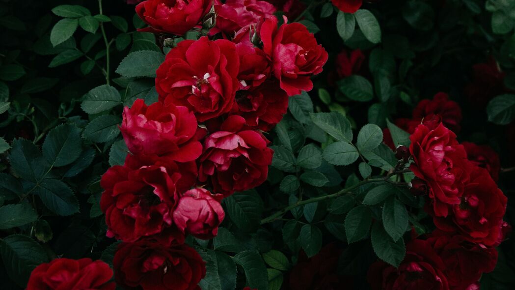 玫瑰 灌木 花园 芽 红色 开花 叶子 4k壁纸 3840x2160
